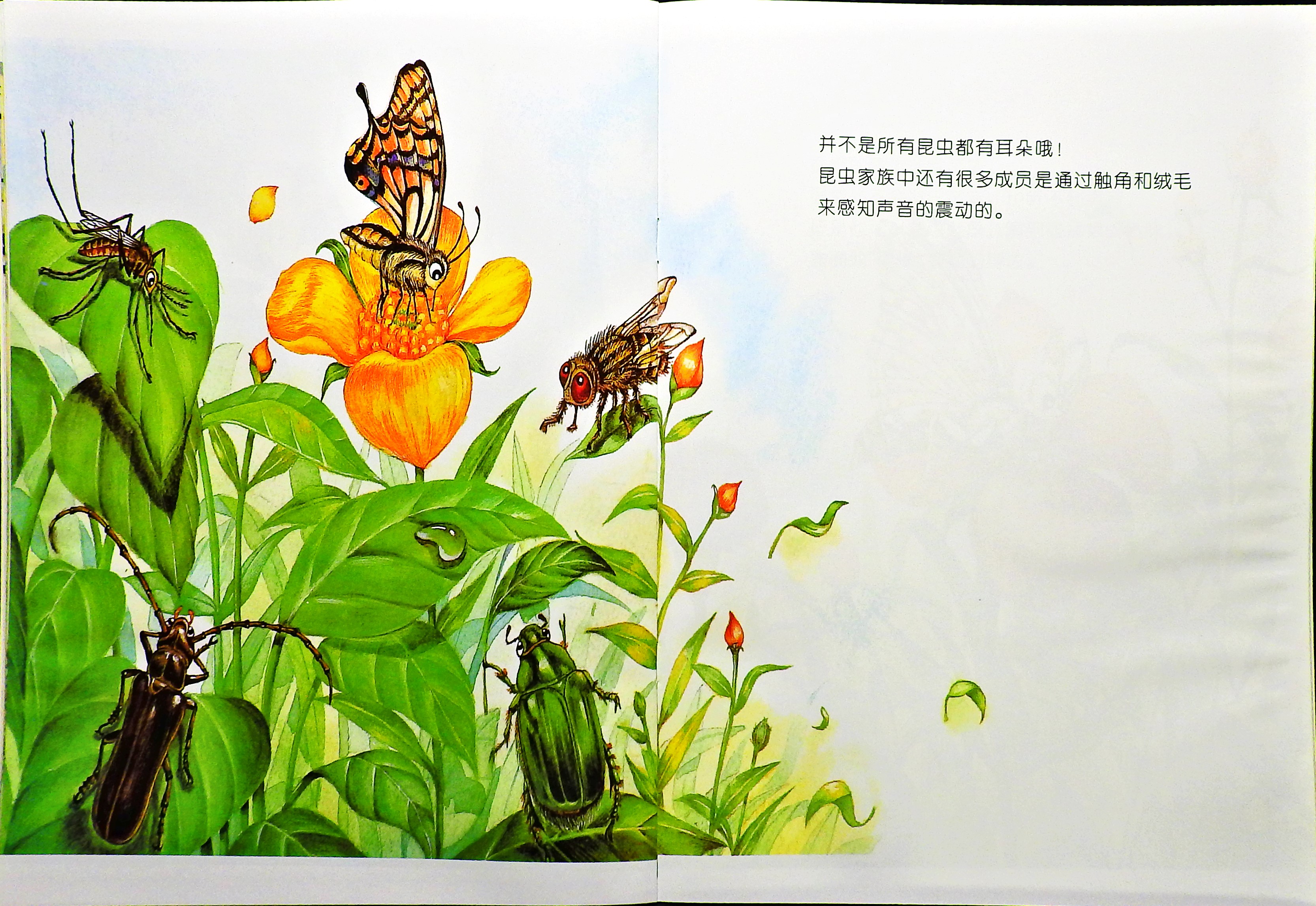 昆虫也有耳朵吗？ (10),绘本,绘本故事,绘本阅读,故事书,童书,图画书,课外阅读